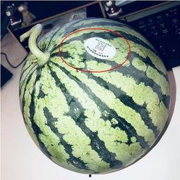 酒吧吃瓜网红是谁,揭秘幕后真相与网络热议