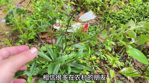 网红草怎么繁殖,轻松掌握种植技巧
