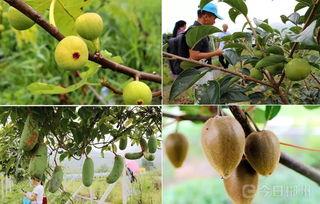 超大的田里面吃瓜,超大型田地里的瓜果飘香之旅