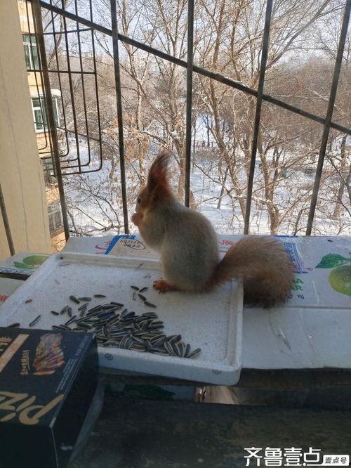 今日头条小松鼠,森林里的智慧使者