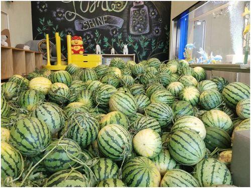 普通市民吃瓜,揭秘日常生活中的趣味事件与热点话题