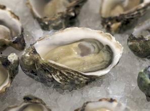 头条买生蚝靠谱不